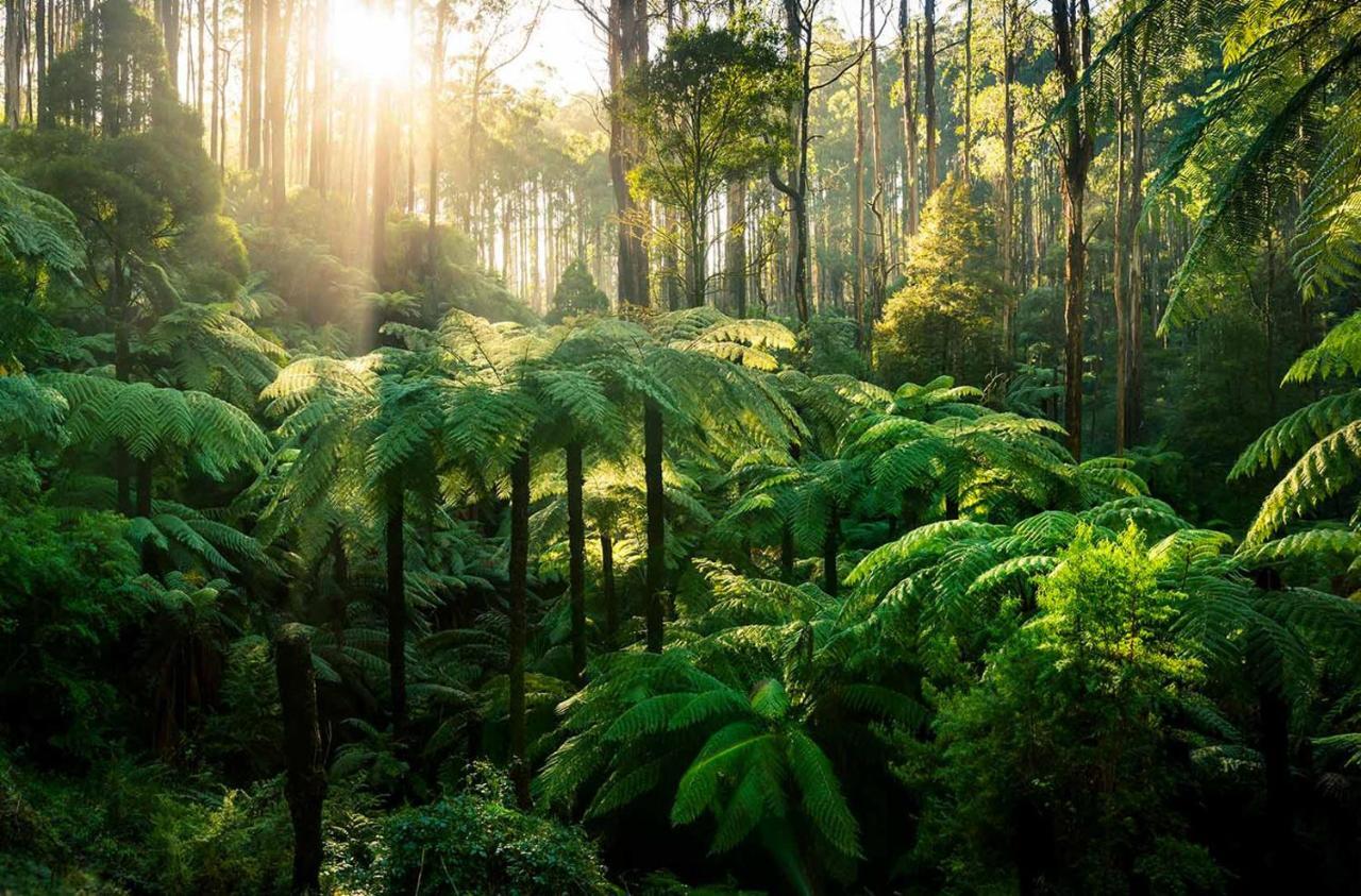 Ferny Hill Retreat, Emerald Victoria Εξωτερικό φωτογραφία